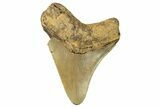 Fossil Megalodon Tooth - North Carolina #257964-1